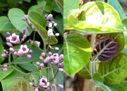 Việt Nam có loại lá đầy lông, thơm đặc trưng là 'thuốc quý' ai ăn vào cũng bổ