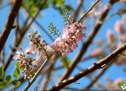 Vũng Tàu: Hoa đỗ mai rực hồng trên đồi Con Heo thu hút đông đảo du khách check-in