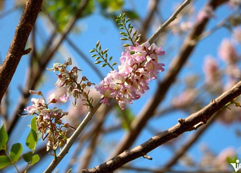 Vũng Tàu: Hoa đỗ mai rực hồng trên đồi Con Heo thu hút đông đảo du khách check-in