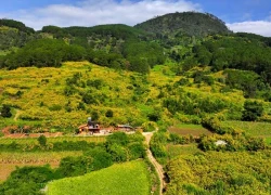 Có hẹn với mùa hoa