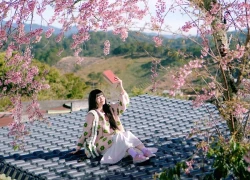 Đà Lạt ra mắt bản đồ số mai anh đào, du khách săn hoa theo thời gian thực