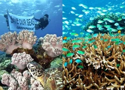 Hiệp ước bảo tồn đại dương toàn cầu chính thức có hiệu lực