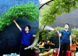 Hô biến những gốc tre xù xì thành 'siêu phẩm' bonsai tiền triệu