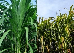 Hướng đi mới cho công nghiệp sinh học từ cây cỏ voi