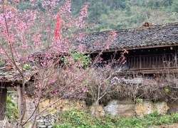 Ngắm hoa anh đào nơi địa đầu Tổ quốc