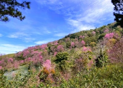 Ngắm mai anh đào ở Mộng Đào Nguyên