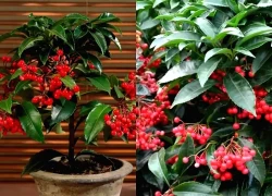 Nhà có cây kim ngân lượng, lộc đỏ quanh năm