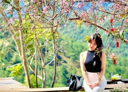 Nhiều điểm check-in hoa mai anh đào Đà Lạt thu hút du khách trước thềm lễ hội
