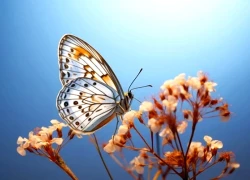 Tháng sinh Âm lịch tiết lộ số phận: Nửa đời đầu thử thách, nửa đời sau an nhiên