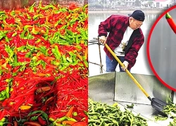 Trung Quốc: Chủ trang trại cho đàn cá ăn 5 tấn ớt mỗi ngày để thịt săn chắc