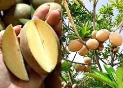 Việt Nam có loại quả lâu đời là 'thuốc bổ tự nhiên', cứ ra chợ là thấy