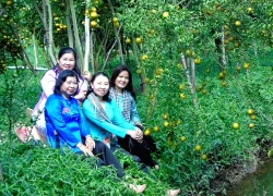 Vườn quýt chín vàng rực rỡ hút khách tham quan ở Cần Thơ