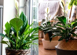 3 vị trí tốt nhất trong nhà để đặt cây lan ý vào năm 2026