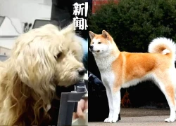 Chú chó nhịn ăn, dầm mưa chờ trước cửa nhà nhiều tuần khi chủ qua đời