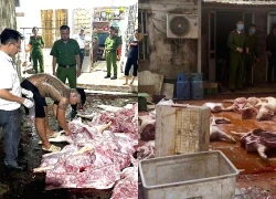Khởi tố nhóm đối tượng chuyên thu mua lợn chết, nhiễm dịch tả, tung ra thị trường