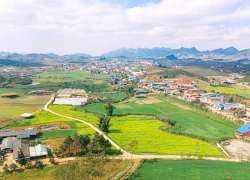 Lạc bước giữa bạt ngàn hoa cải Mộc Châu