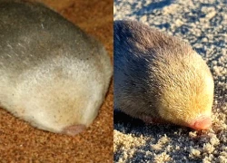 Loài vật quý hiếm bậc nhất thế giới, tuyệt tích gần 90 năm bất ngờ "tái xuất" bởi một chú chó