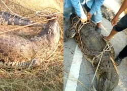 Người dân vây bắt con cá sấu khổng lồ, cảnh tượng gây 'thót tim'