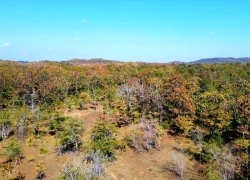 Chiêm ngưỡng sắc màu độc đáo của rừng khộp lớn nhất Việt Nam mùa trút lá