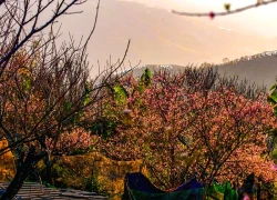 Hoa đào rừng nhuộm hồng bản làng Xím Vàng