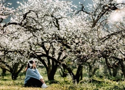 Lên Mộc Châu mùa hoa mận nở, hoa cải vàng: Kinh nghiệm khám phá mùa xuân trên cao nguyên