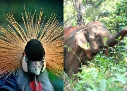 Loài động vật có vú ở miền Nam châu Phi đối mặt với mối đe dọa cao hơn