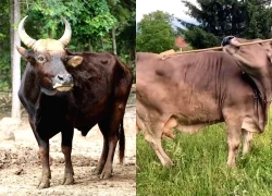 Nghiên cứu mới hé lộ trí thông minh bất ngờ của loài bò