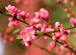 Đúng 3 ngày tới (26/1/9/2026), 3 con giáp MỞ CỬA ĐÓN TIN VUI, tài lộc tăng vùn vụt, ngồi mát ăn bát vàng, LỘC LÁ ĐẦY NHÀ, đào hoa đỏ thắm