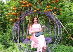 Vườn quýt hồng trĩu quả thành điểm check-in hot ở Cần Thơ