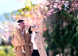 Xóm nhỏ trên cung đường Nha Trang - Đà Lạt đẹp như tranh khi mai anh đào bung nở