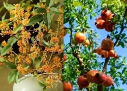 9/10 gia đình giàu lên theo năm tháng đều có chung 1 điểm: Trong nhà luôn có 1 trong 3 loại cây này