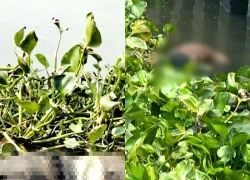 Thi thể nam thanh niên cạnh đám lục bình trên sông Tắc ở TPHCM