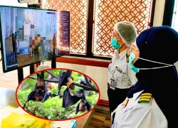 Chuyên gia báo đã phát hiện virus Nipah ở Thái Lan, cẩn thận 1 loại gia súc