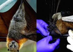 Cuộc đua khống chế ổ dịch từ virus Nipah ở Ấn Độ và nỗi ám ảnh y tế toàn cầu