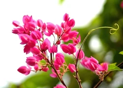 Đúng đầu tuần, thứ 2 ngày 26/1/2026, 3 con giáp vượt qua đại nạn, hưởng trọn hồng phúc, phú quý về tay, giàu sang bội phần