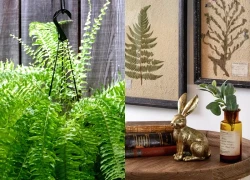 Loại cây được dự đoán 'hot nhất năm 2026': 'Hút' bụi mịn, lọc không khí cực đỉnh