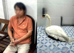 Lời khai của kẻ trộm thiên nga trắng ở Thảo cầm viên Sài Gòn