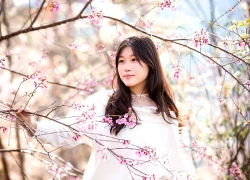 Mai anh đào nhuộm hồng buôn làng Đưng K'si, mùa xuân về sớm giữa cao nguyên