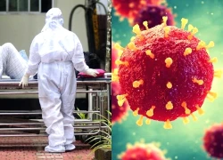 Mật chà là bị nghi chứa nguồn lây virus Nipah cho điều dưỡng tại Ấn Độ