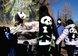 Người dân Nhật Bản chia tay những chú gấu trúc cuối cùng trước khi trao trả về Trung Quốc