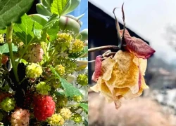 Thầy phong thủy nhắc: Có 4 cây "phá tài", hại sức khỏe, gia chủ tuyệt đối đừng đặt ở ban công