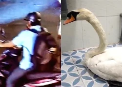 Thiên nga trắng ở Thảo cầm viên Sài Gòn được tìm thấy sau một ngày bị trộm