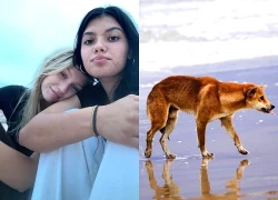 Tiêu hủy đàn chó 10 con liên quan tới cái chết của cô gái Canada ở đảo