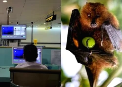 TPHCM tăng cường giám sát tại các cửa khẩu quốc tế để phòng chống bệnh Nipah