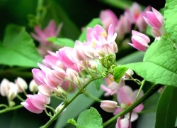 Tử vi tuần mới của 12 con giáp (26/1-1/2): 3 con giáp tiền của gấp bội, lộc lá xum xuê, sự nghiệp thăng hạng, mọi điều suôn sẻ, tương lai xán lạn