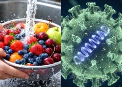 Virus Nipah: Lây lan nhanh, ủ bệnh kéo dài, phòng bệnh nhưng không nên hoang mang