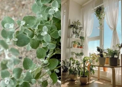 Cách trang trí cửa sổ bằng cây xanh độc đáo, giúp không gian sống trở nên tươi mới