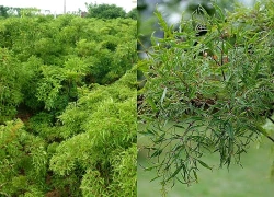 Cây đinh lăng, vị thuốc quý từ rễ đến thân và lá