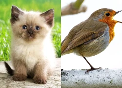 Chọn 1 con vật khiến bạn thích thú để xem bạn thu hút vận may nhờ điểm nào