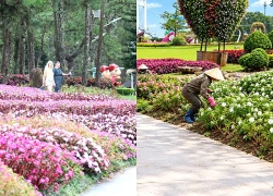 Chờ đón một Festival Hoa Đà Lạt nhiều sắc màu